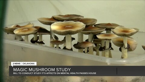 Bill to allow study on benefits of psychedelic mushrooms passes House