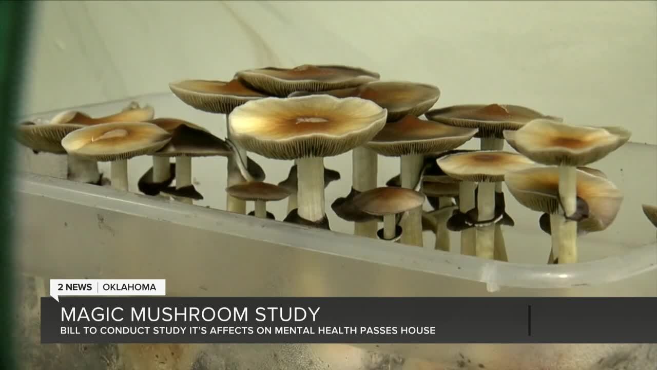 Bill to allow study on benefits of psychedelic mushrooms passes House