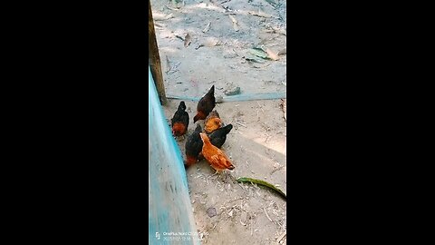 Chickens and their families and friends.