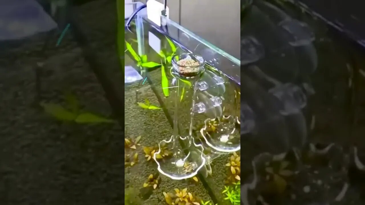 Кормушка для рыбок 👀