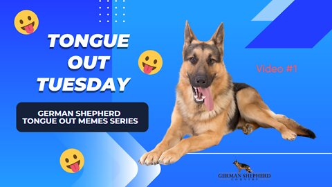 Tongue Out Tuesday 👅 Video #1 | German Shepherd Memes