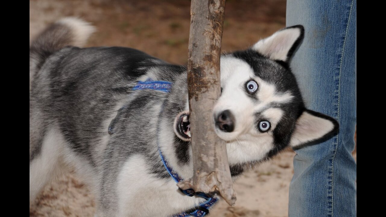 Funny animals compilation. Very talkative husky