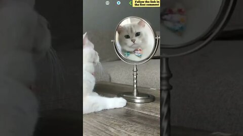 cute cat videos 😹 funny videos 😂 783 😻 #shorts #shortsfunny#cutecat #catvideos#catsfood#catscare