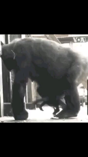 ILLEGALS MOLESTING CHILDREN