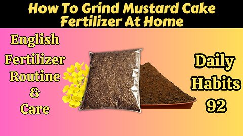 How To Grind Mustard Cake Fertilizer | Organic Fertilizer | Lemon & Rose Plant Fertilizer🍋🌹