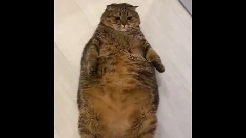 #SUBSCRIBE PLEASE - INCREVA POR FAVOR