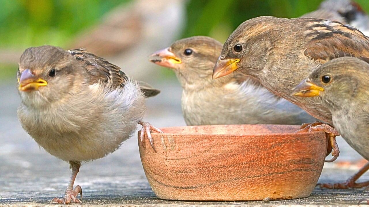 Few Lucky Sparrow Males Got to the Bowl Before the Female Gang Showed Up