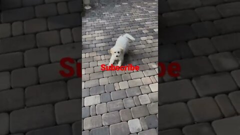 Dog funny #dog#