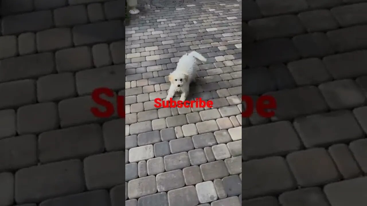 Dog funny #dog#
