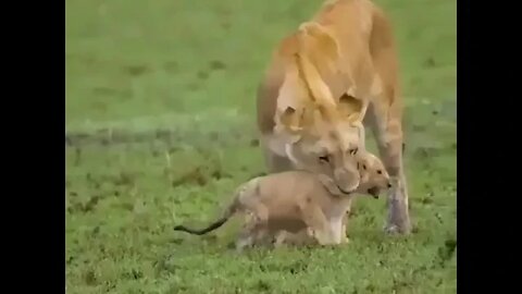 Lions Cute Video shorts, Lions African animal Video #r150shorts #youtubeshorts #ytshorts #animals