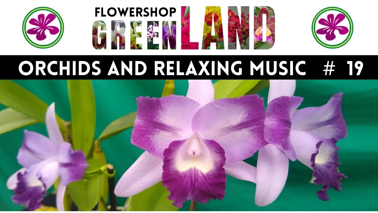 DREAM LAND MUSIC | 100 ORCHIDS TO THE SOUND OF RELAXING MUSIC | # 19