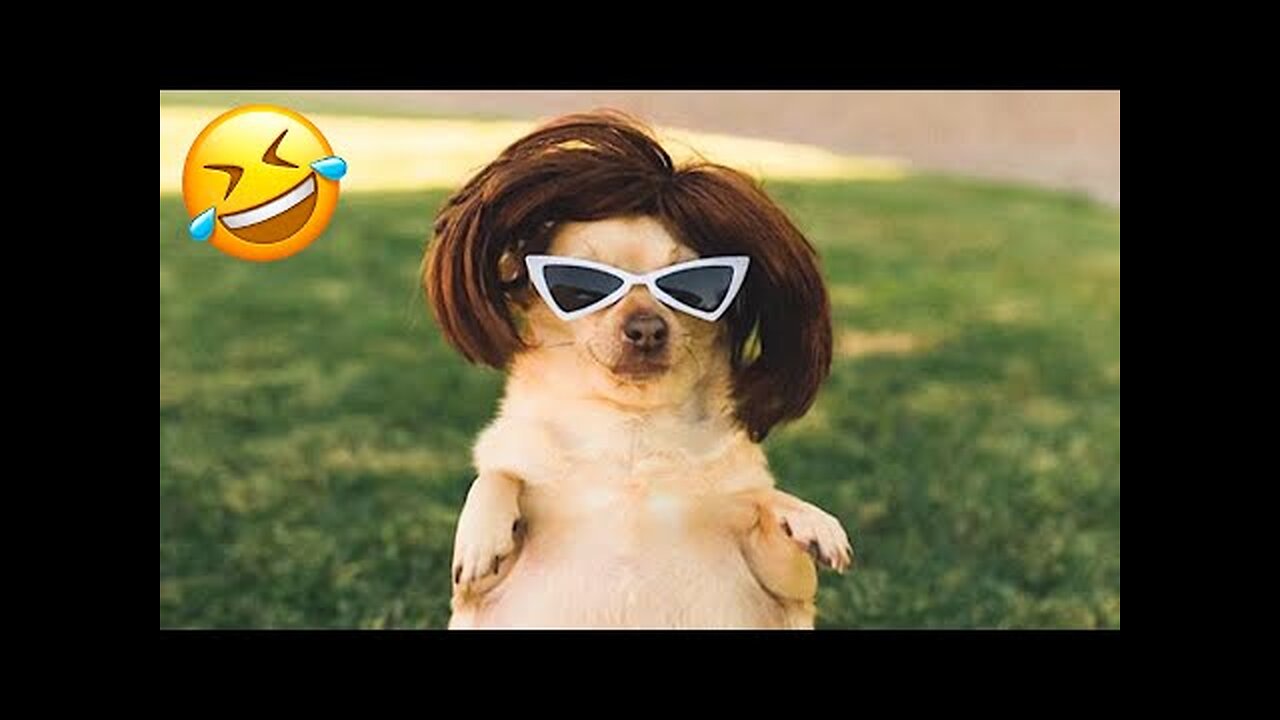 Funniest Dogs And Cats Videos 😅 - Best Funny Animal Videos 2023 😁 #3