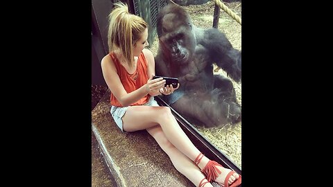 😜...Funny Animals Video 2022 funny Gorilla