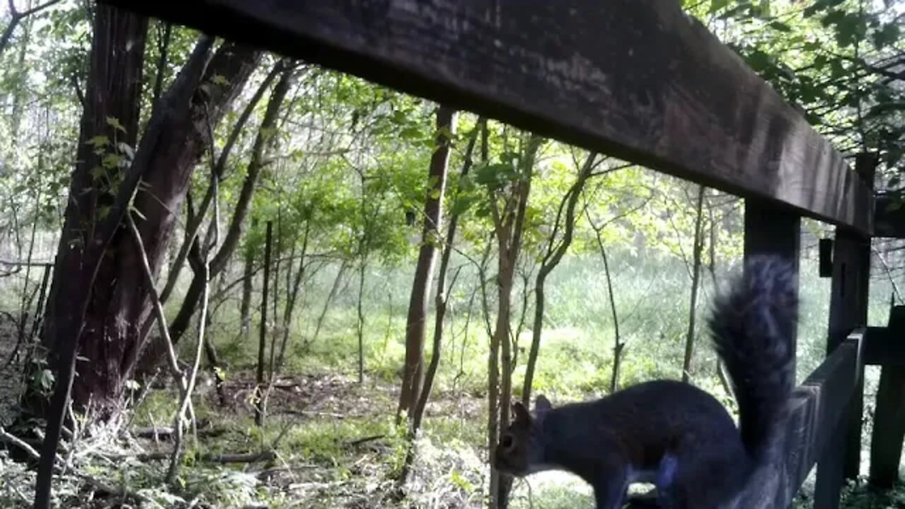 2 squirrels ,1 licking his ass