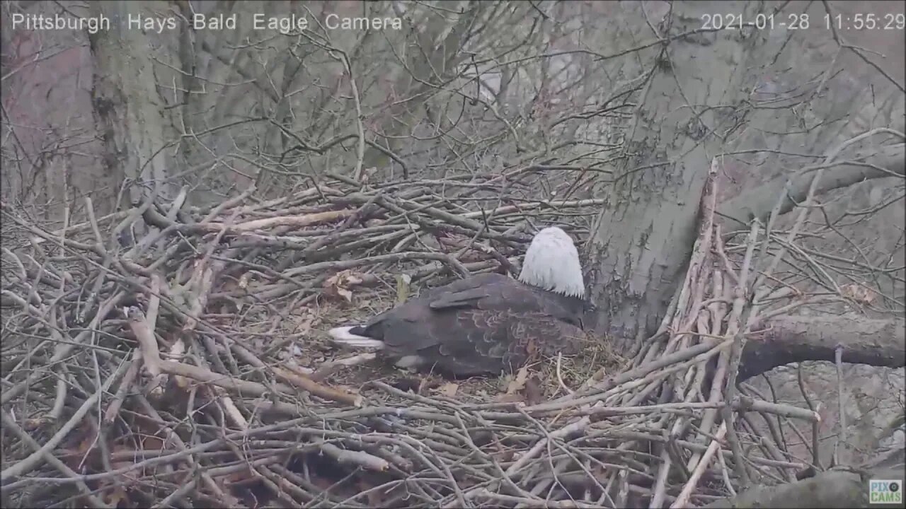 Hays Dad flyby of nest 12821 1156pm