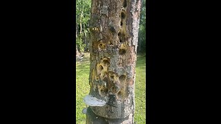 Woodpecker damaged