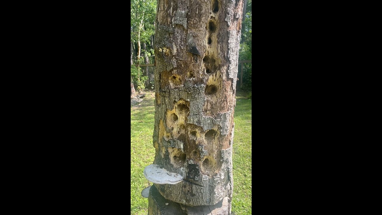 Woodpecker damaged