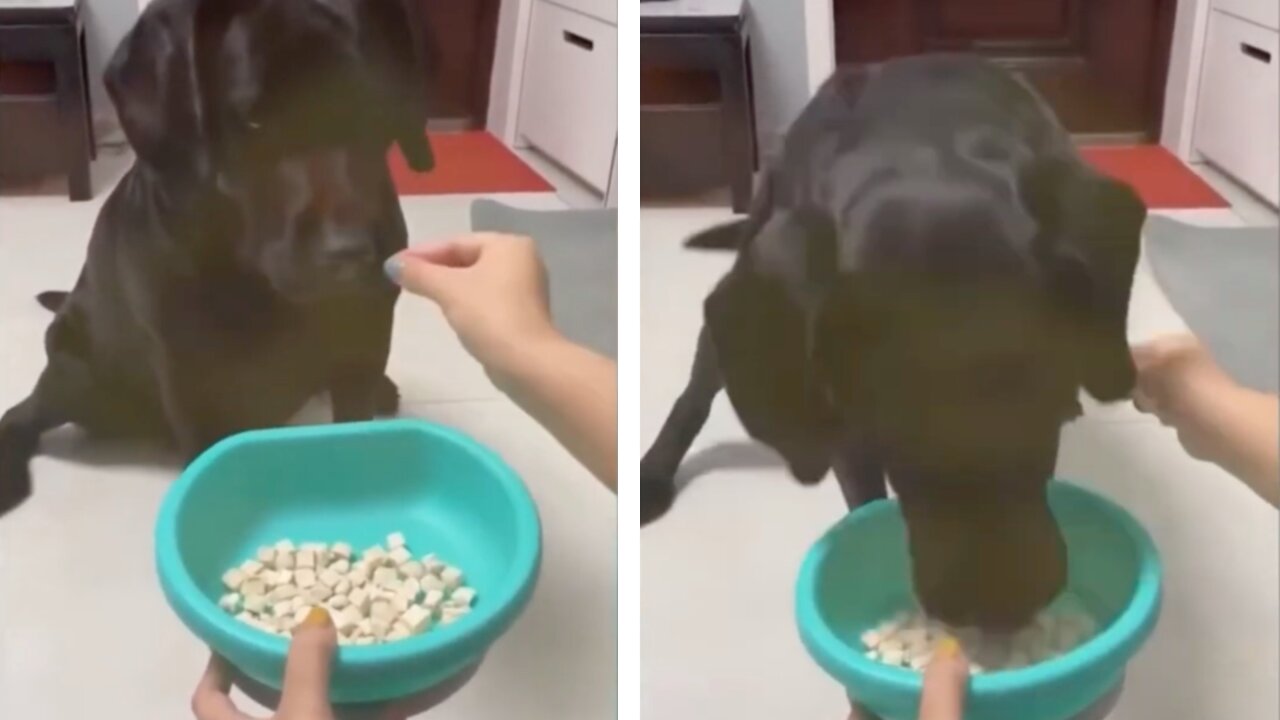 Black Dog Gets Angry Over Not Giving Food