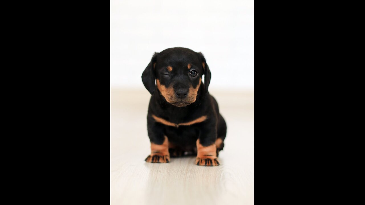 These dogs videos are just hilarious 😂😂
