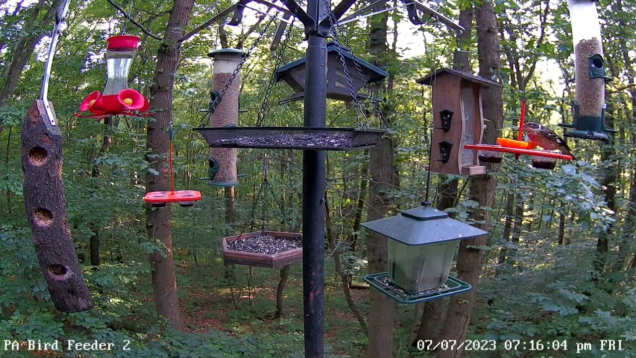 Female rose-breasted grosbeak eating jelly and oranges on PA Bird Feeder 2 7/7/2023