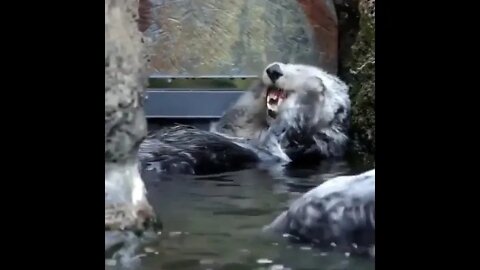 Bath day