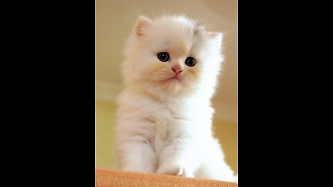 AWW SO CUTE! Cutest baby animals Videos Compilation Cute moment of the Animals - Cutest Animals