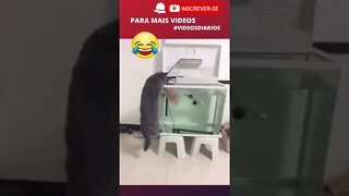 Sabe a história do gato curioso, então... #shorts