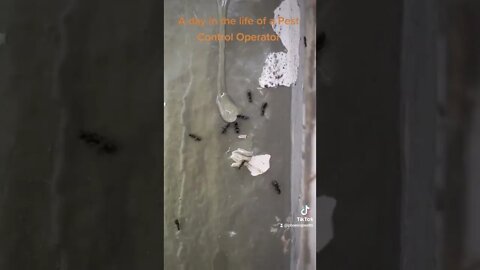 A day in the life of a Pest Control Operator 5 #whatbugsme | Phoenix Pest Control TN