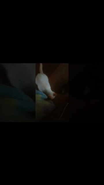 Video de gato porque estou sem ideias pra video