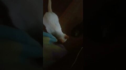 Video de gato porque estou sem ideias pra video