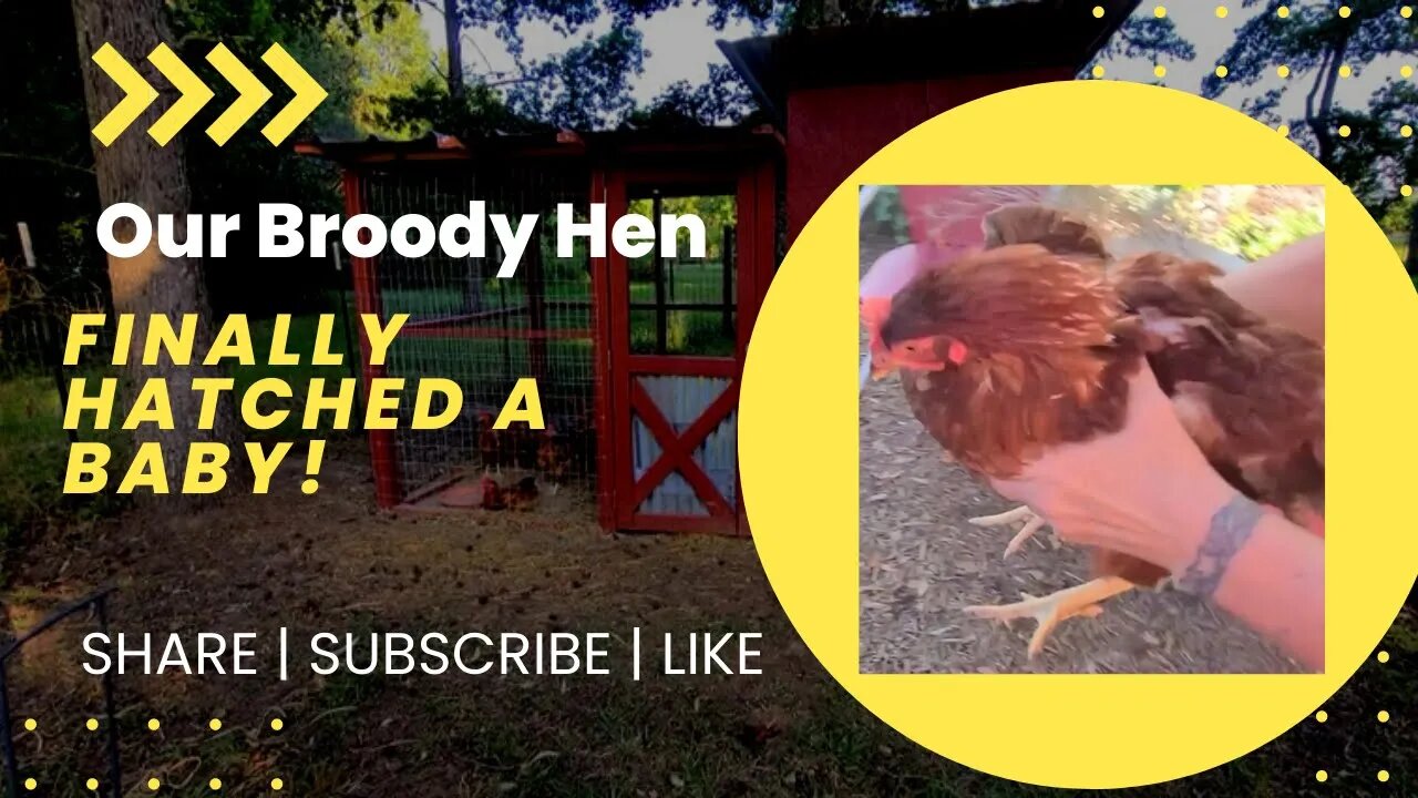 Broody Hen And Hatching A BABY