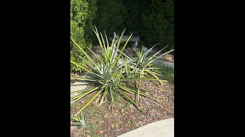 Homegrown Pineapples Delicious