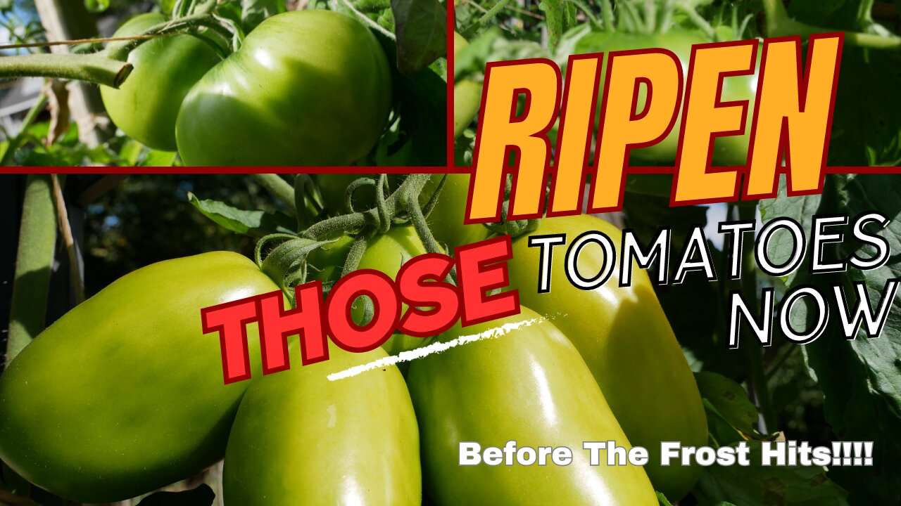 Tips to Help Your Tomatoes Ripen Before the First Frost