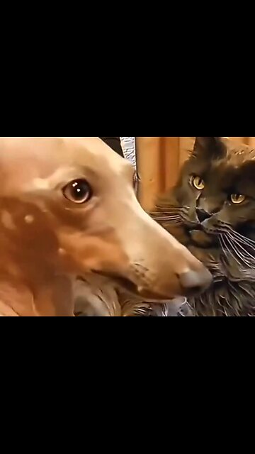 CAT VS DOG 😂