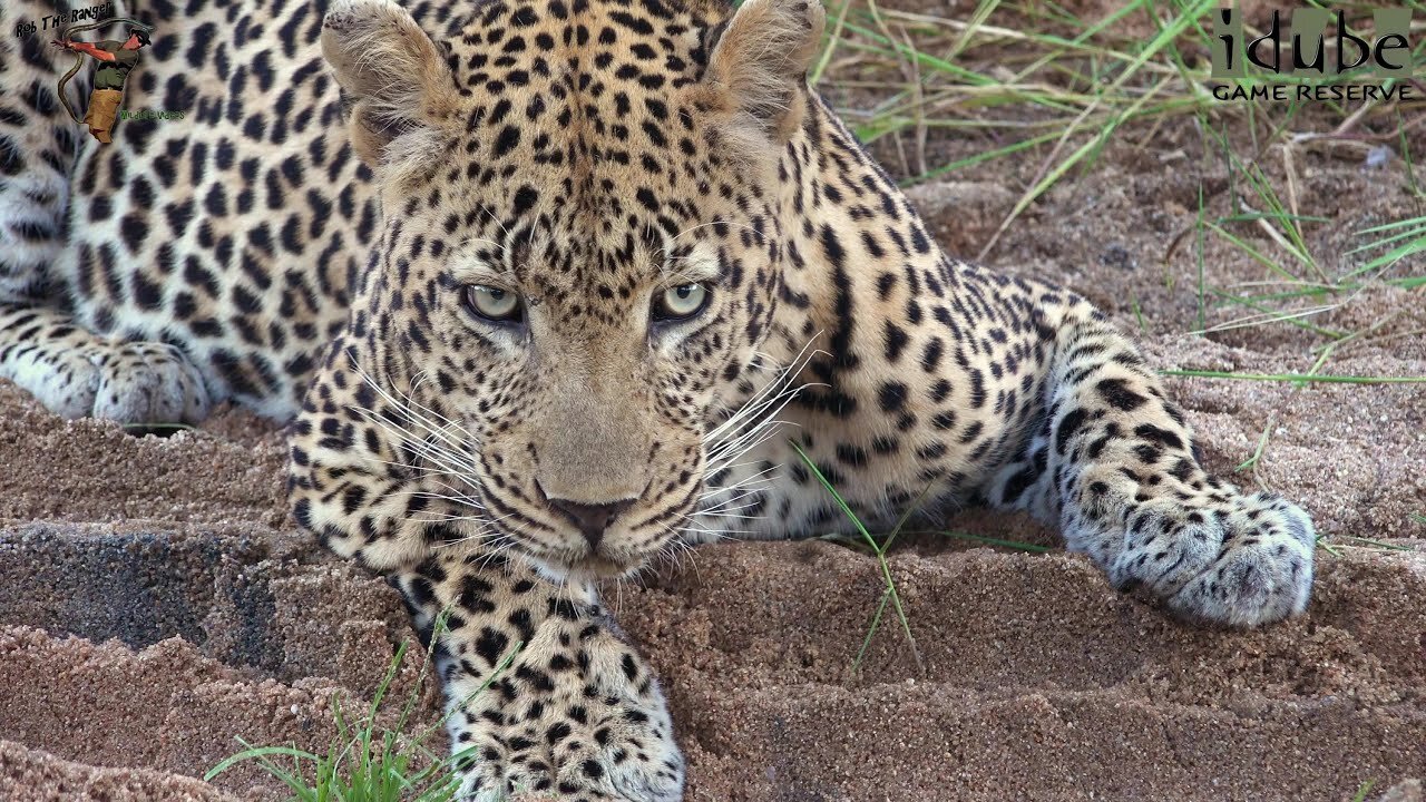 Male Leopard Drinks In Tyre Track