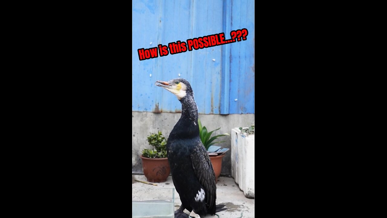 DAILY FACT | How can Cormorants do this…?