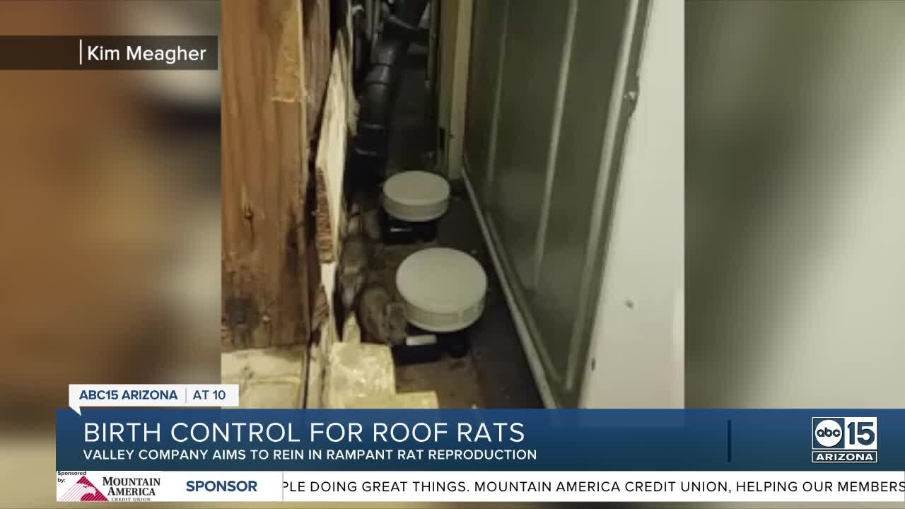 Birth control for rats, Valley-based company looks to resolve rodent problems