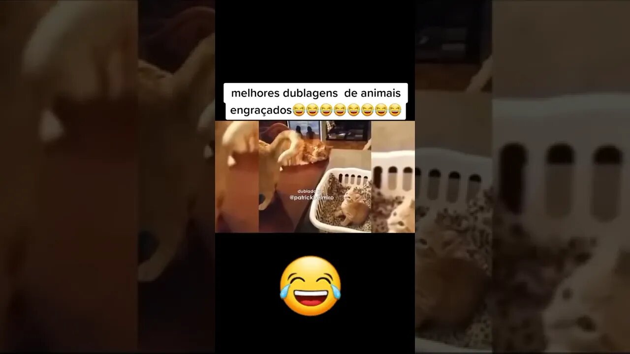 animais engraçados 5