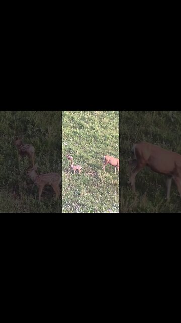 Saturday morning Mulies. #shorts