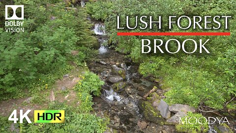 Nature Video - Inner Whisper Guidance - Lush Forest Brook in HDR