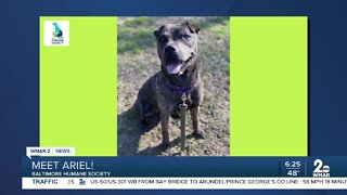 Ariel the dog is up for adoption at the Baltimore Humane Society