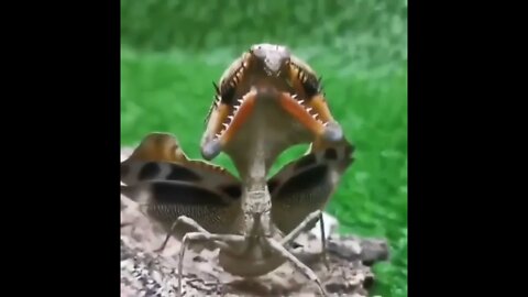 Clever Mantis