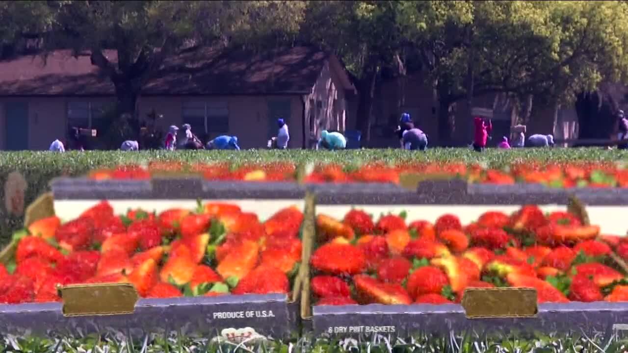 Florida strawberry farmers say Mexico imports threaten their future