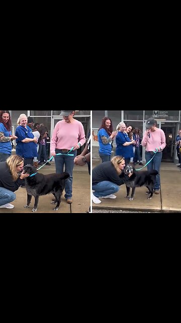 Senior Dog Gets Epic Sendoff To Forever Home