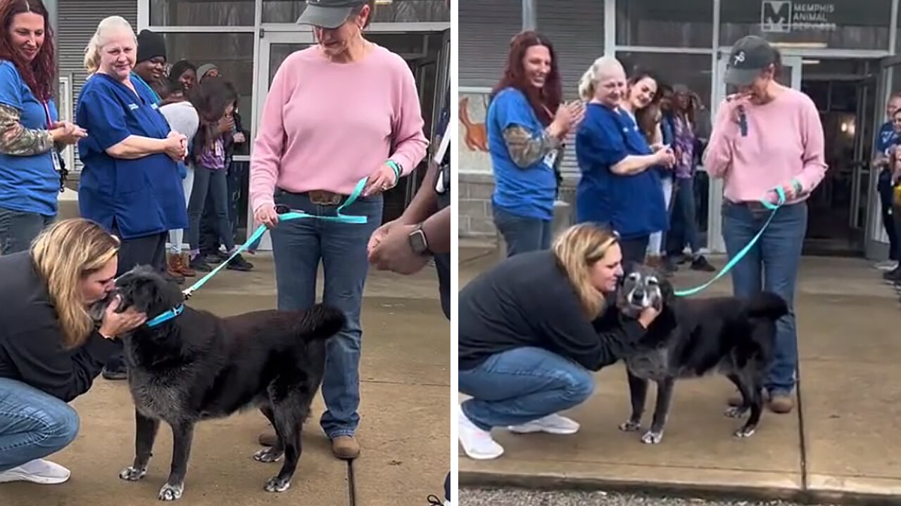 Senior Dog Gets Epic Sendoff To Forever Home