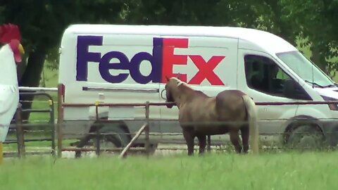 FedEx At The Gate - Buddy Knew He Was Delivering Treats Or Waiting For Him To Open Gate