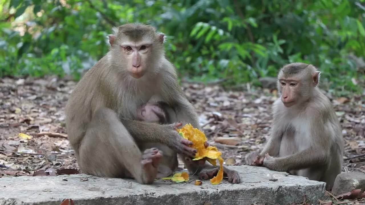 cute baby monkey suck a milk and Bite mom hurt #monkey #baby #cute