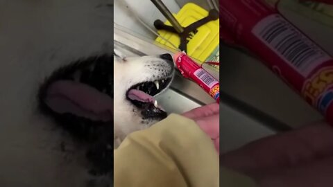 #animais #gatos #cachorros #animaisshow #funny #shorts