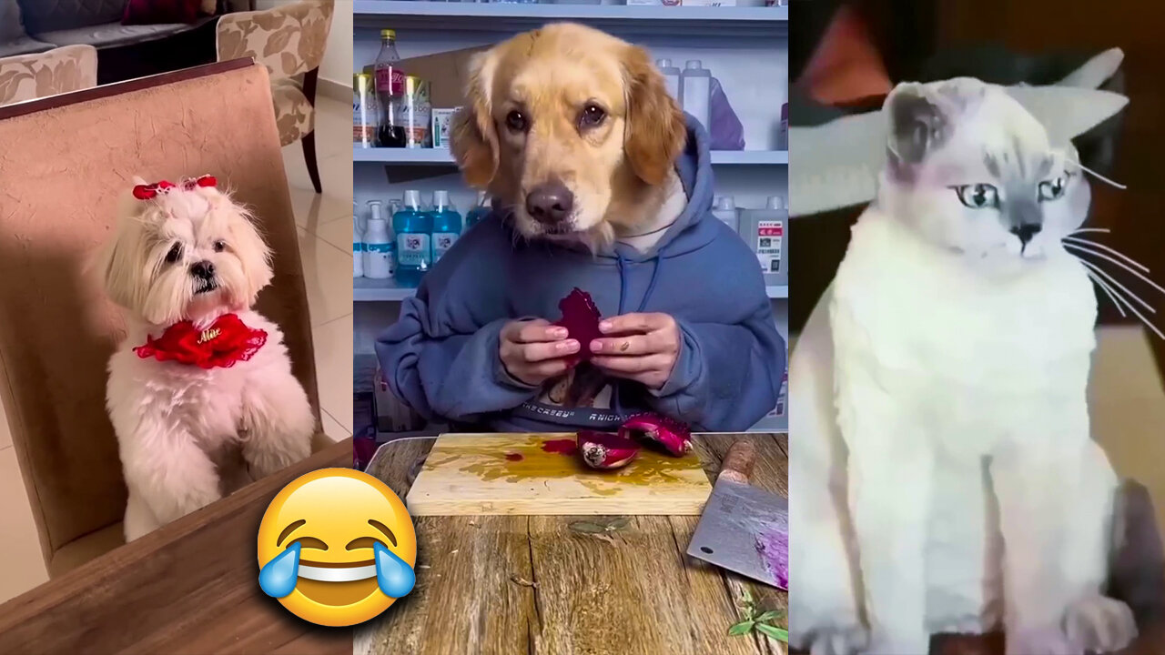 New Funny Animals 2023 😂 Best Cats and Dogs Videos 🐶😸 l tik tok video