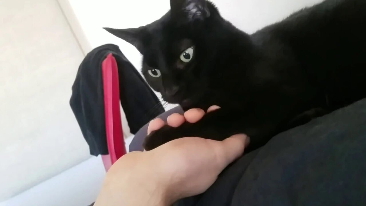 Blackberry the kitten makes it clear: this is her youtube channel.
